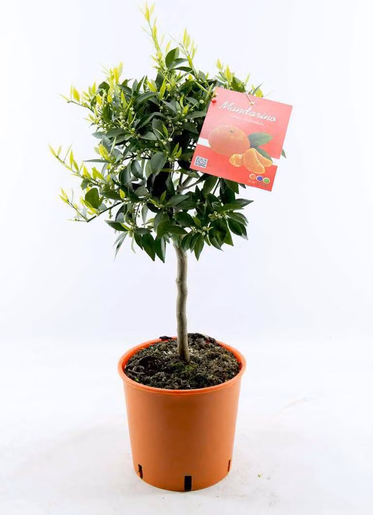 Albero di mandarino, circa 60 cm – Citrus reticulata – Piccolo albero di agrumi, albero di arance, pianta da appartamento mediterranea e pianta da vaso