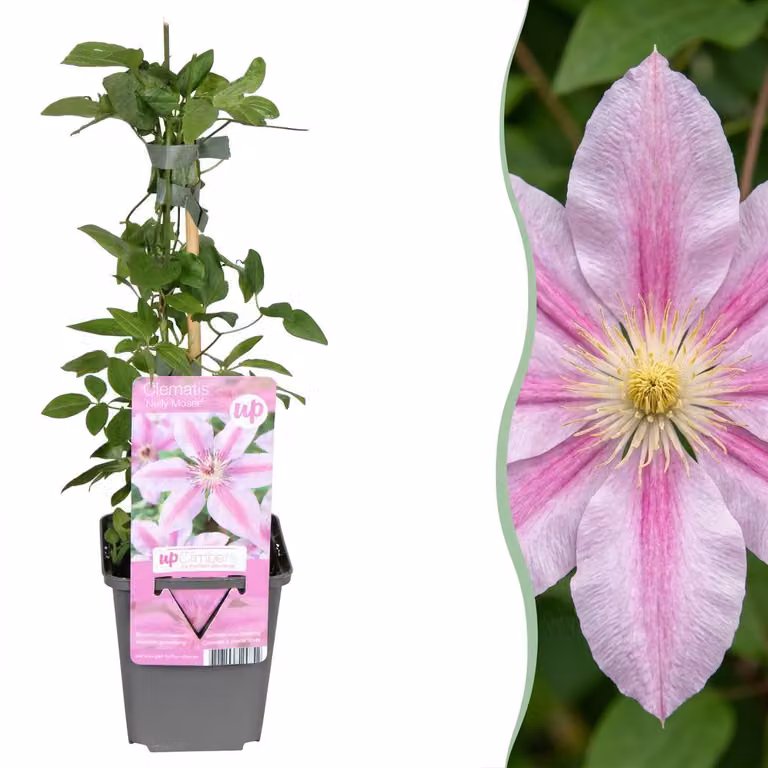 Clematide Nelly Moser - Clematide Nelly Moser - Bianca - Rosa - Pianta rampicante - 25-35cm - Ø9cm - Pianta da giardino