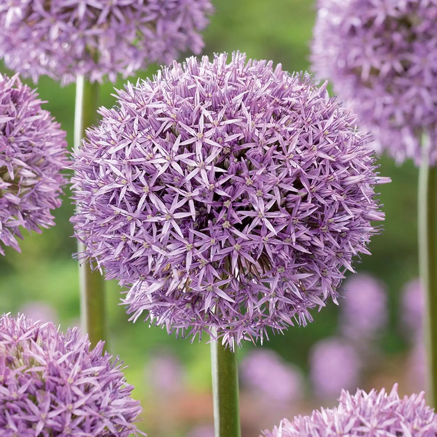Bulbi da fiore Bulbi Porro ornamentale Allium Stipitatum 1 pz.