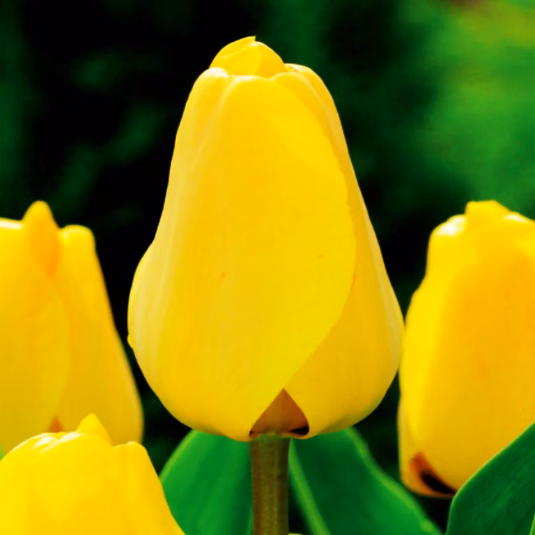 Tulipani Bulbi da fiore Bulbi da fiore Tulipani Tulipa Golden Apeldorn 5 pz