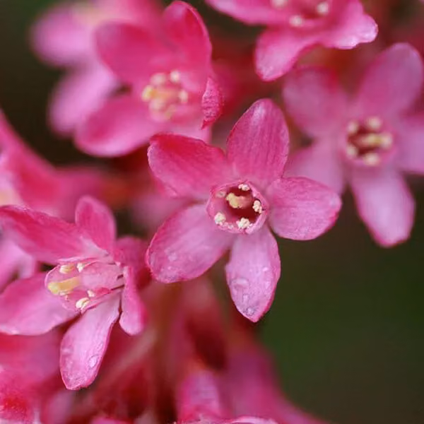 2 piante di ribes sanguineo (Johannisbeere) | altezza 50-60 cm, in vaso