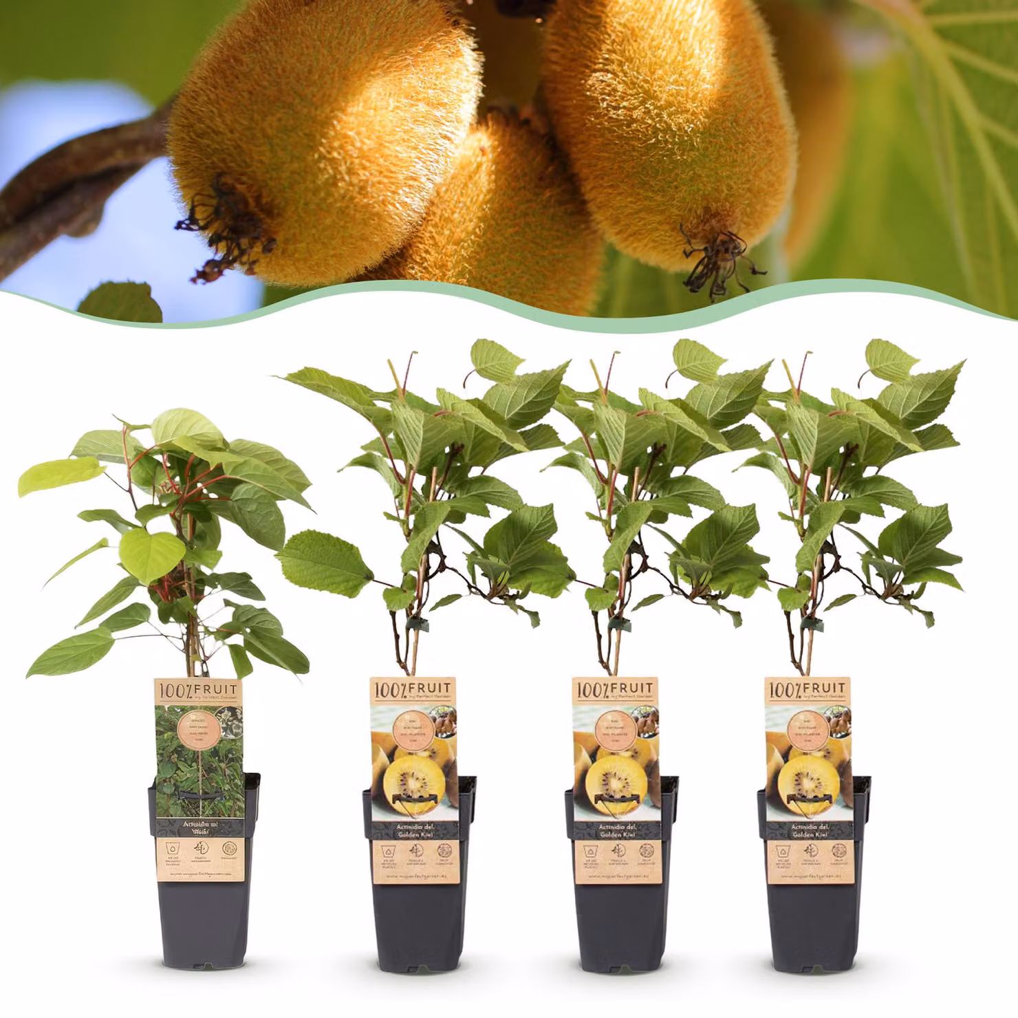Actinidia Weiki & Golden Kiwi - Pianta di kiwi - 1 Maschio - 3 Femmine - Piante - Giallo - 40-50cm - Ø15cm - Pianta da giardino - Verdure e frutta