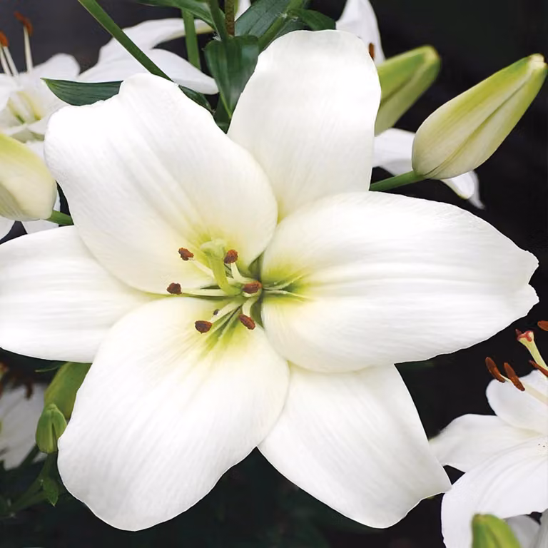 Gigli Bulbi di fiori Fiori Giglio asiatico Navona 1 pz.