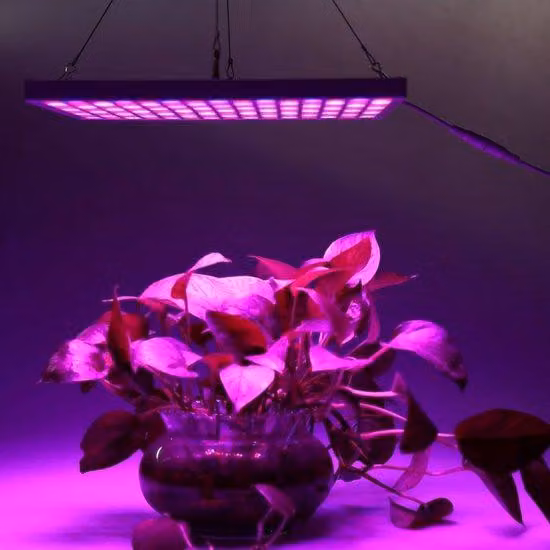 Lampada LED ad alta intensità - Lampade per coltivazione - Spettro completo - Adatta per coltivatori di piante - 45 Watt - 30,5 x 30,5 cm - 225 LED