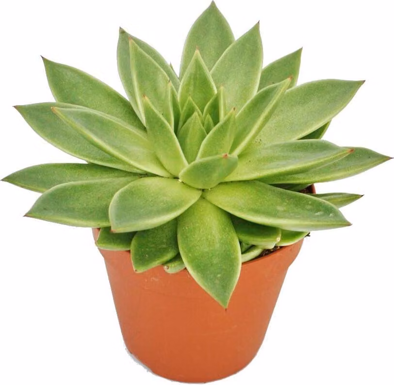 Echeveria agavoides - pianta grande in vaso da 12 cm
