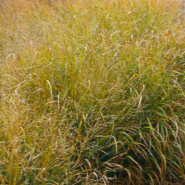 6 piante di *Panicum virgatum* 'Strictum' (erba di Misso), in vaso da 9x9 cm