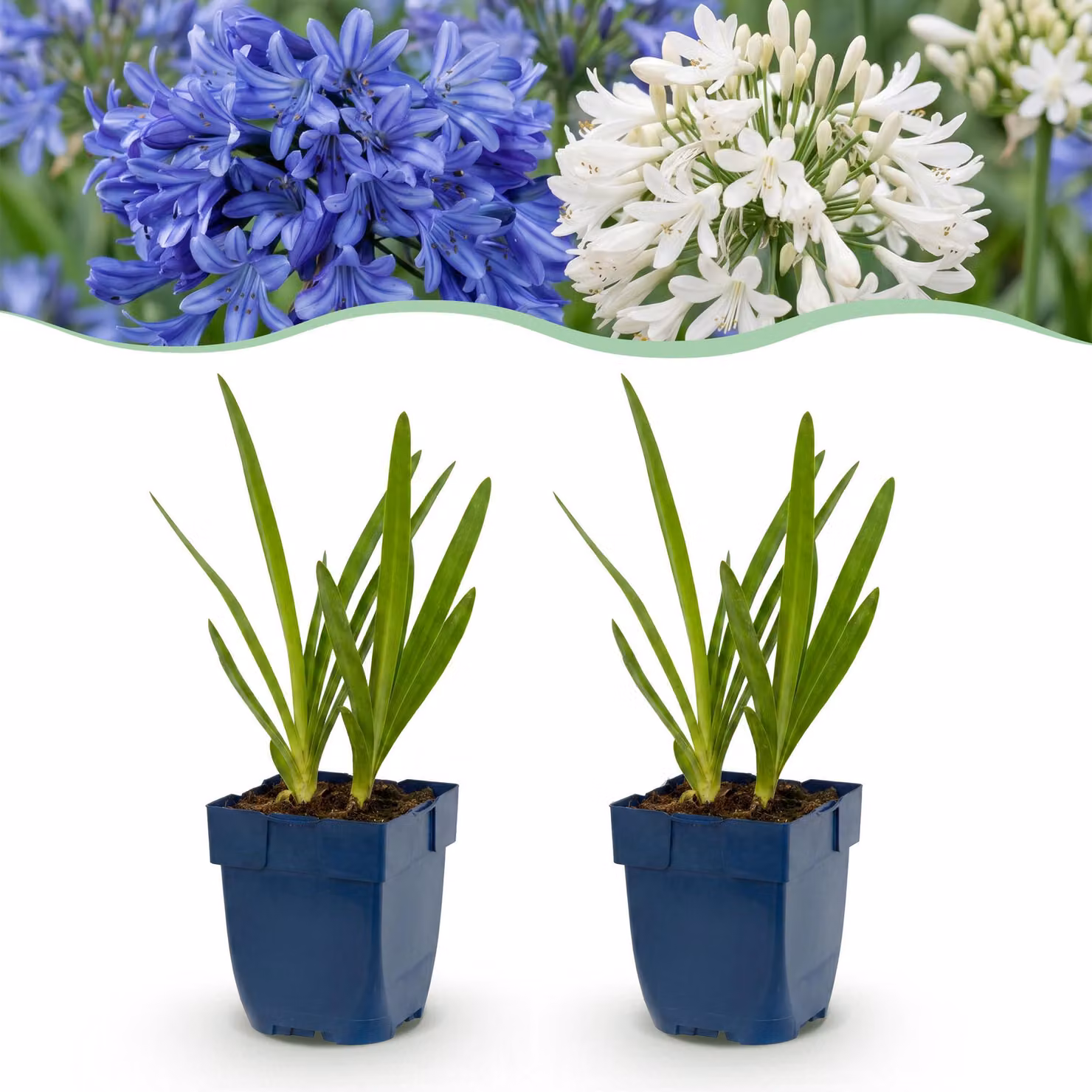 Agapanthus Duo - Giglio africano - Attira api e farfalle - Blu - Bianco - 24 piante - 15-25cm - Ø11cm - Pianta da giardino