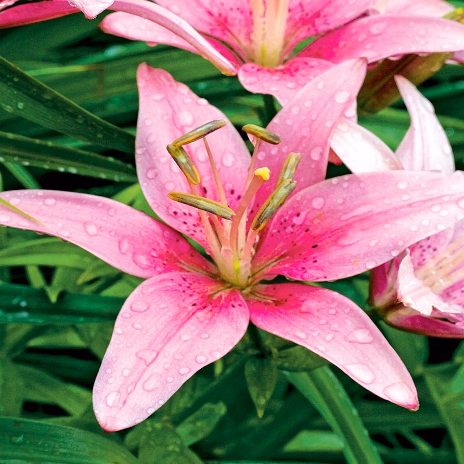 Giglio asiatico Manado Rosa 1 pz Gigli bulbi bulbi giglio