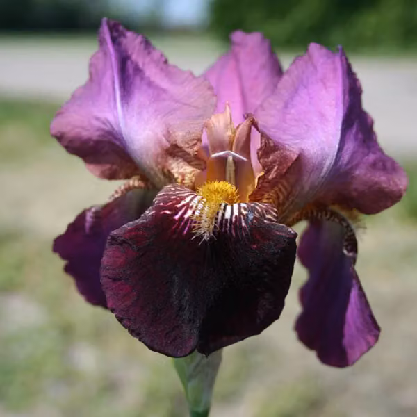 6 x Iris germanica 'Senlac' (gigli spada) | Vaso da 9x9 cm