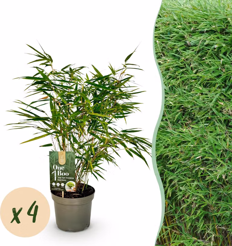 Bambù - Fargesia rufa - Verde - 4 piante - Sempreverde - Non invasivo - Vaso 17cm Altezza 60cm - 50-60cm - Ø17cm - Pianta da giardino