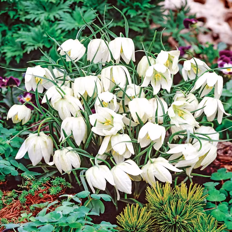 Bulbi da fiore Fiori Fiore a scacchi Fritillaria Meleagris Alba 5 pz.