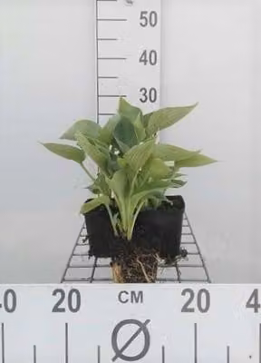 6 x Hosta sieb. 'Elegans' - Hosta - Vaso 9 x 9 cm