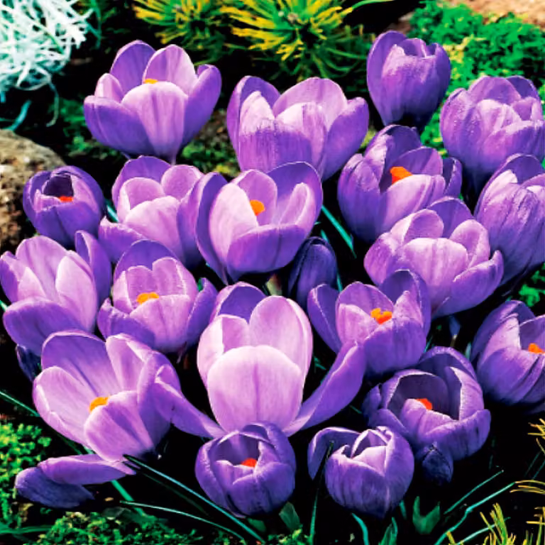 Bulbi da fiore Bulbi Crocus a fiore grande Crocus Remembrance 10 pz.