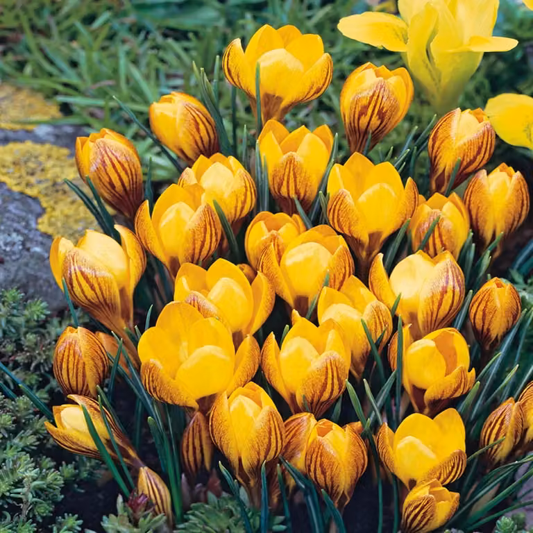 Crocus Fuscotinctus Primavera 10 pz. Bulbi di croco Bulbi di croco
