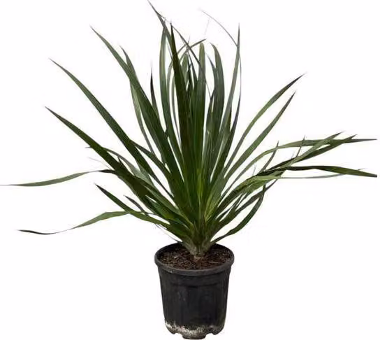 Dracaena Draco - Albero del drago - Pianta da appartamento - Ø24cm - Altezza