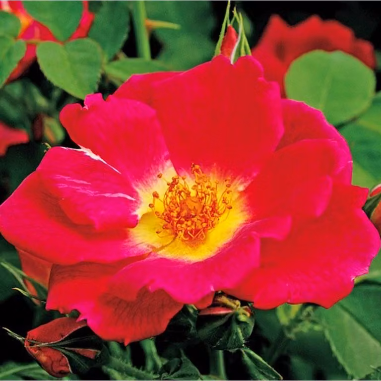 Rosa - Kordes Nektar Rose - Rosa 'Weg Der Sinne'®