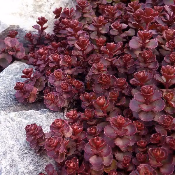 6 piantine di Sedum spurium 'Voodoo' | Vaso da 9x9 cm