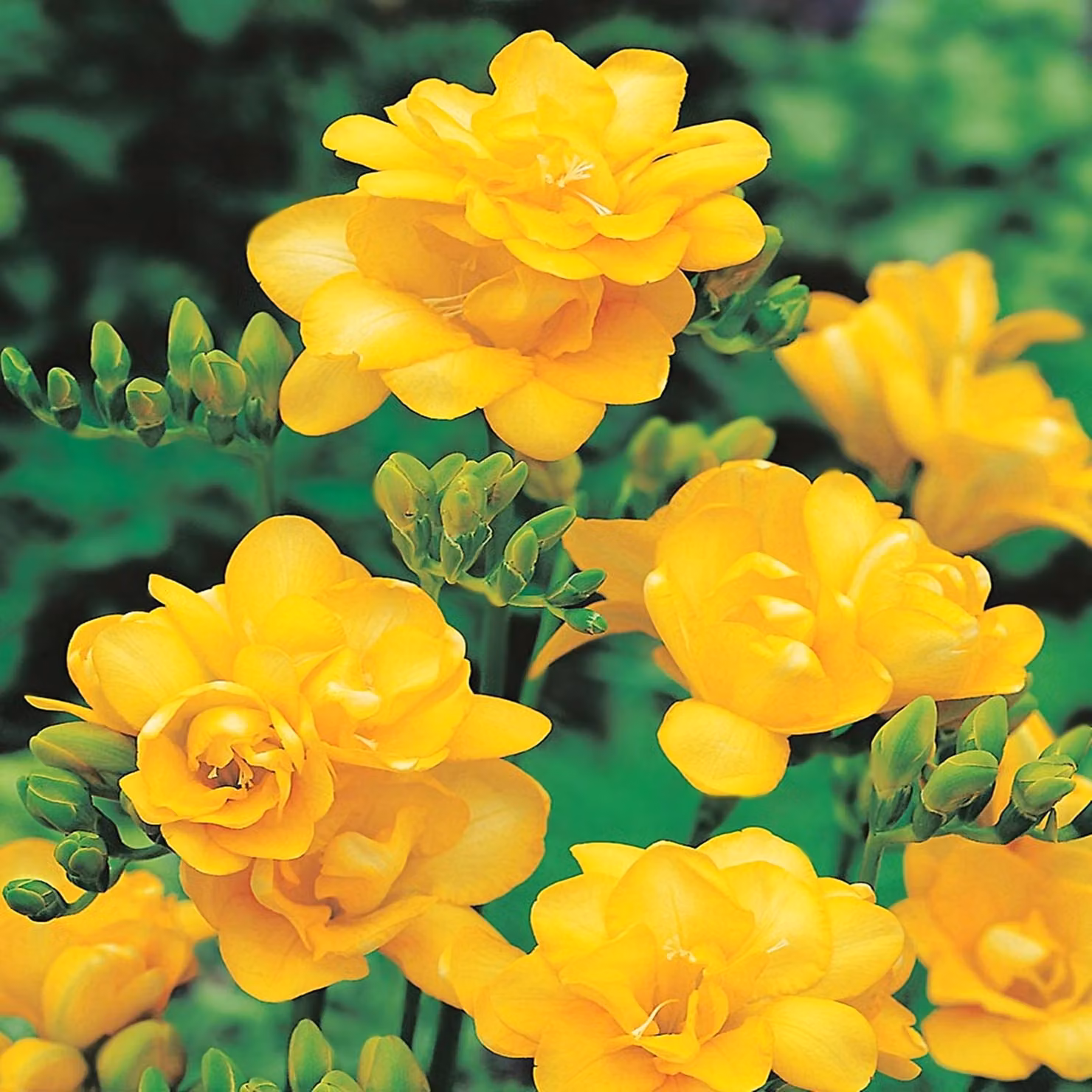 Bulbo Bulbo da fiore Pianta da vasca Aiuola perenne Fresia doppia gialla 10 pz.