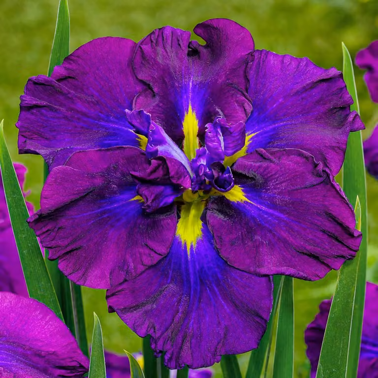 Gigli di Giada resistenti al freddo, perenni - Collezione Iris Ensata - 5 rizomi - Piante perenni resistenti al freddo - Piante a radice nuda provenienti dai Paesi Bassi - per il giardino (senza semi, bulbi e non trattate artificialmente)