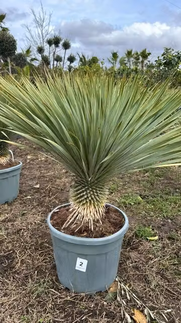 Yucca rostrata vaso 45cm h tronco 30cm foto reali