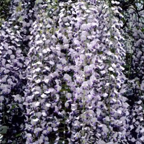 Edelblauregen - Wisteria floribunda 'Multijuga' | 50-60 cm in vaso
