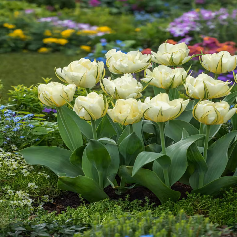 Tulipani Bulbi Fiori Tulipano doppio Sweet Valley 5 pz.