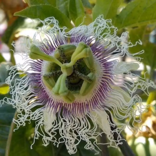 Passiflora edulis 'Frederick' circa 30 cm - bellezza esotica - rampicante perenne