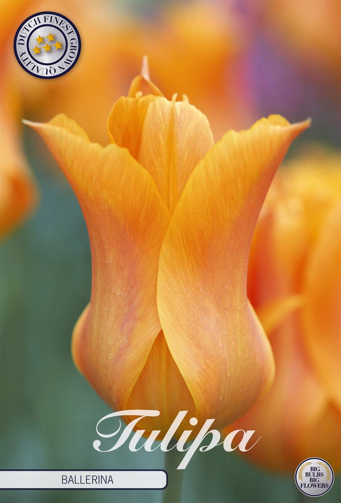 Tulipani Ballerina (7 bulbi) | Bulbi di tulipano di Sam van Schooten
