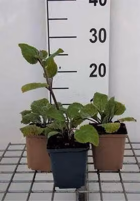 6 x Salvia sclarea - Muschio stellato - Vaso 9 x 9 cm