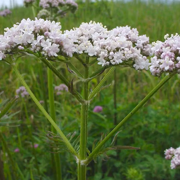 6 piantine di valeriana (Valeriana officinalis) | Vaso da 9x9 cm