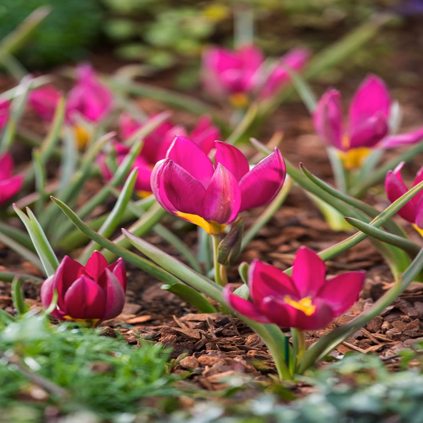 Tulipani Bulbi Fiori Botanici Tulipano Pulchella Odalisque 5 pz.