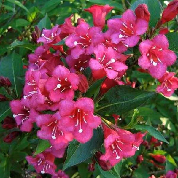 2 piante di Weigela - Weigela 'Eva Rathke' | Altezza: 50-60 cm, in vaso