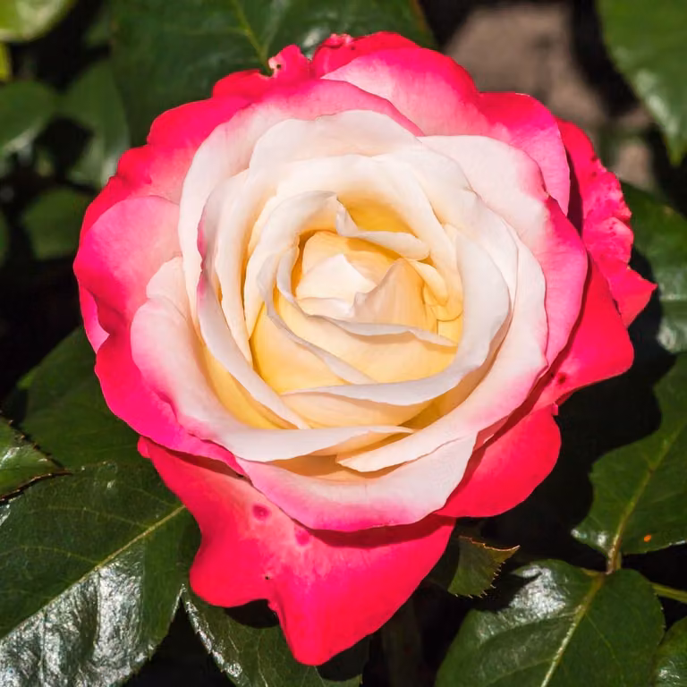 Rosen Kollektion - 3 piante - Perenni resistenti al freddo - Vere rose profumate provenienti dall'Olanda - ideali per giardini e aiuole (senza semi, non artificiali)