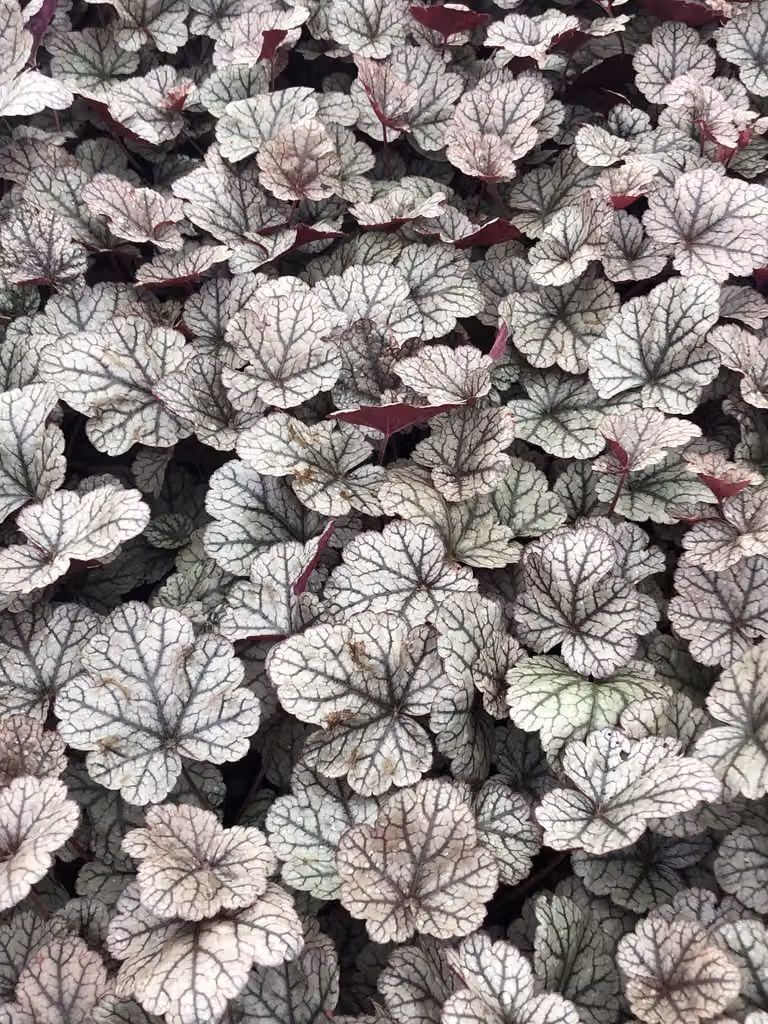 6 x Heuchera hybr. 'Silver Scrolls'® - Campana viola - vaso 9x9 cm