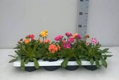 6 x Lewisia cotyledon - Lewisia - Vaso 9 x 9 cm