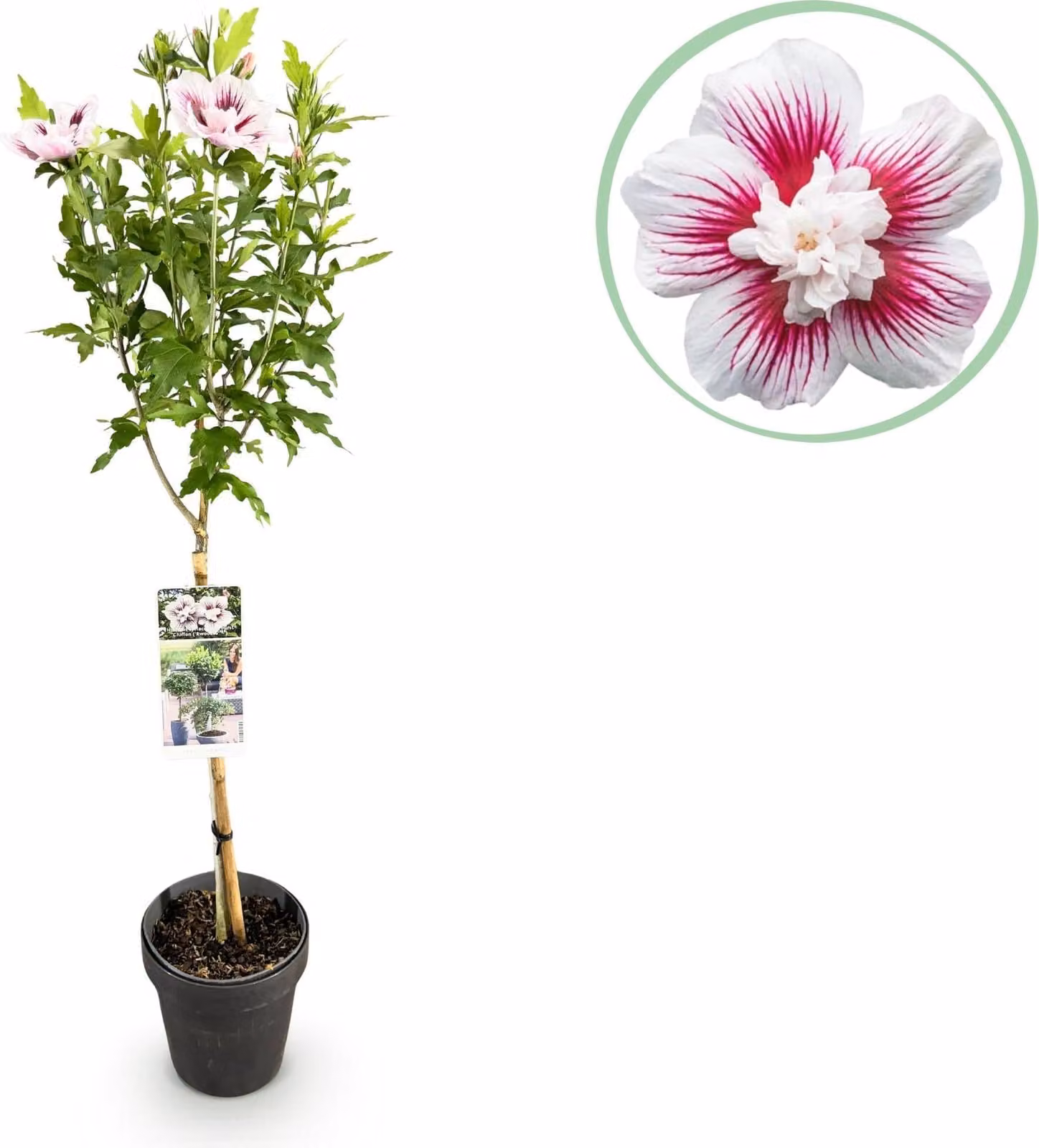 Hibiscus syriacus Starburst Chiffon: pianta a fusto fiorita con decorazioni