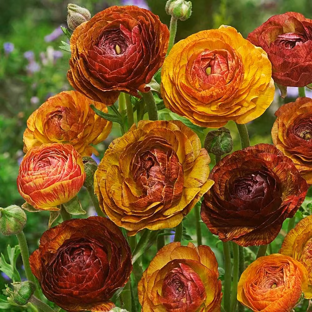 Ranunculus Ranuncolo Picotee Cafe 5 pz Ranuncoli piantina piantine Bulbi