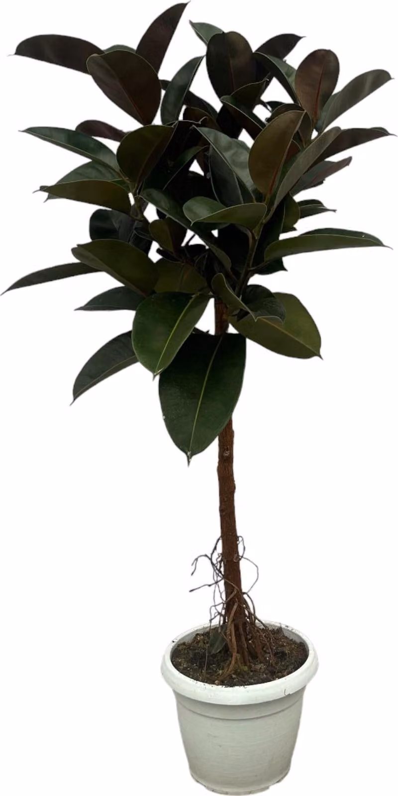 Ficus elastica 'Robusta', pianta da appartamento con tronco, altezza 140cm