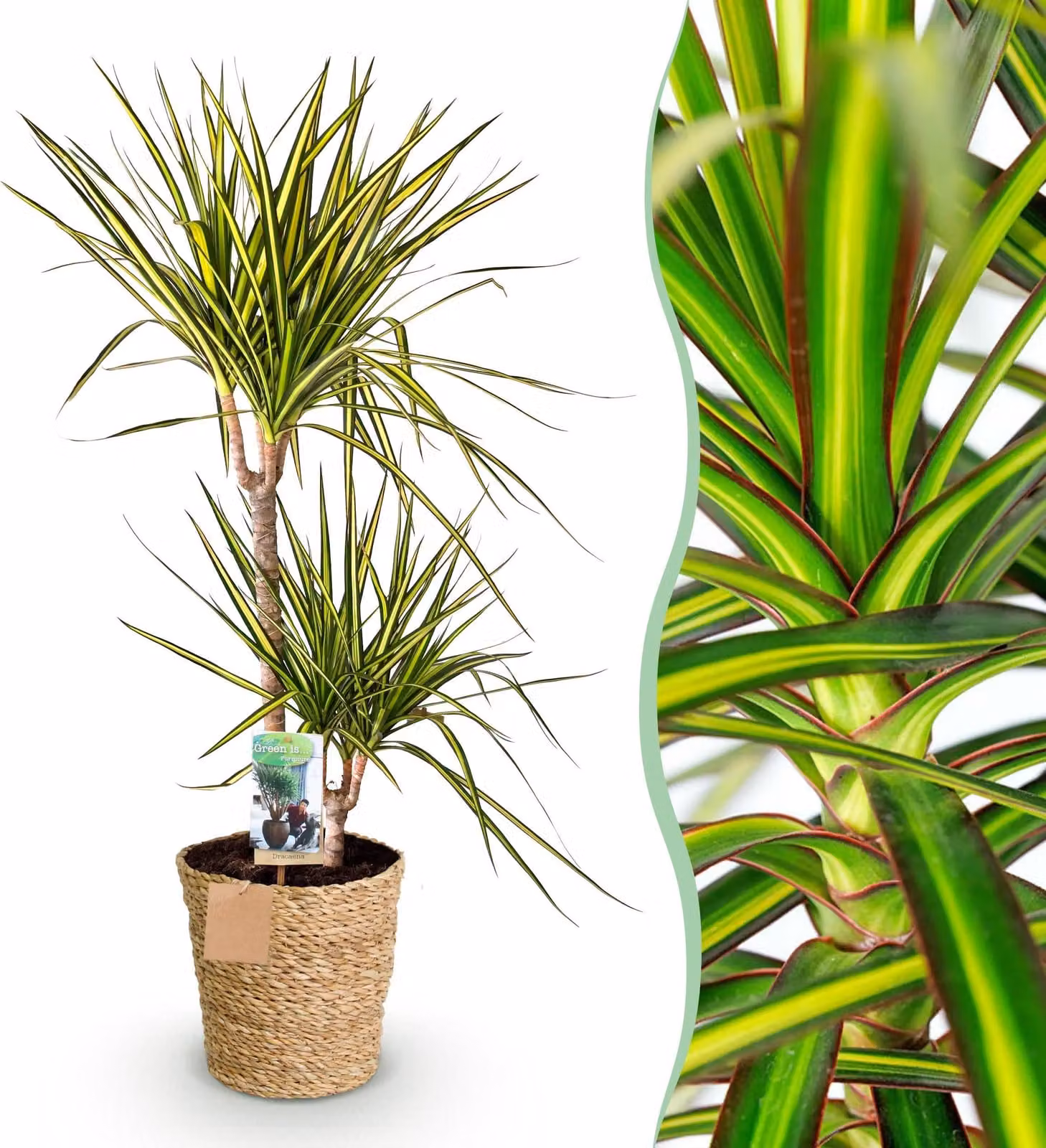 Dracaena Sunray - Albero del drago - Bassa manutenzione - con cesto - Verde - 90-100cm - Ø21cm - Pianta d'appartamento - Sempreverde