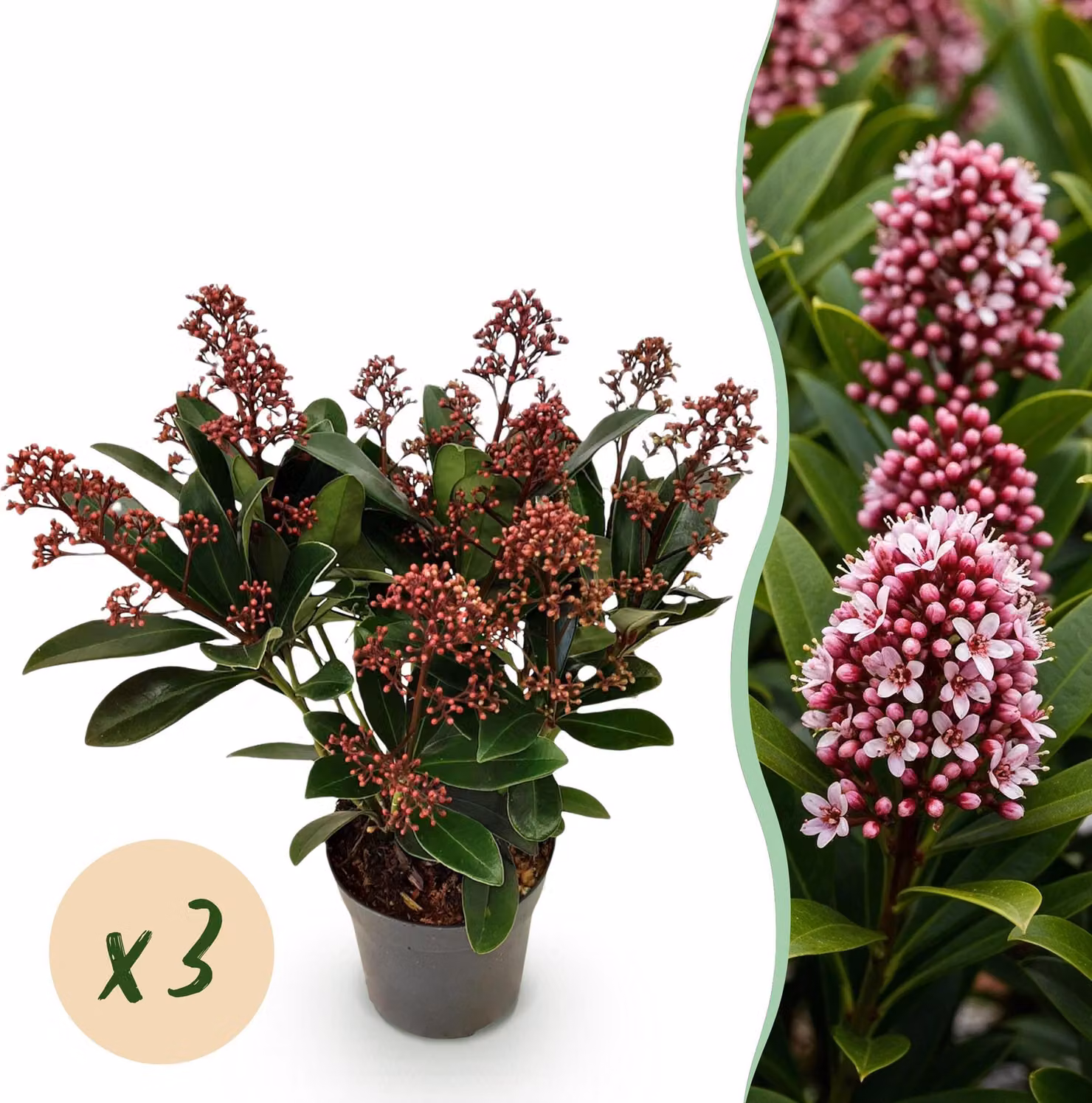Skimmia japonica Rubella - Fiore rosso - 10+ fiori - 3 piante - rustico - 25cm - Ø10,5cm - Pianta da giardino