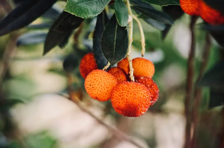 Corbezzolo di circa 30 cm Arbutus unedo - cespuglio di fragole - fioritura invernale e arbusto mediterraneo