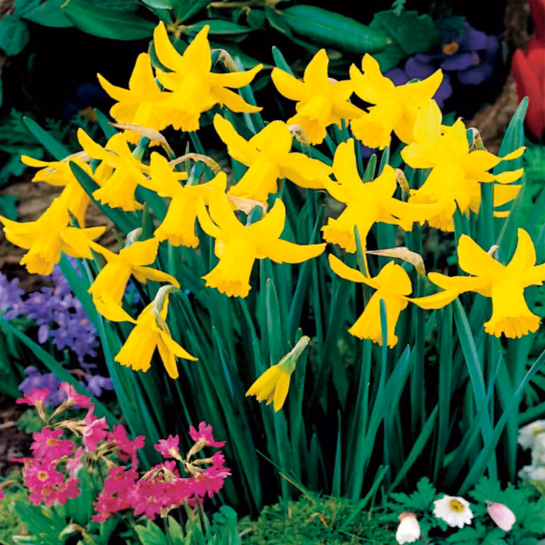 Bulbi di giunchiglia Bulbi di fiori Botanical Daffodil February Gold 5 pz.