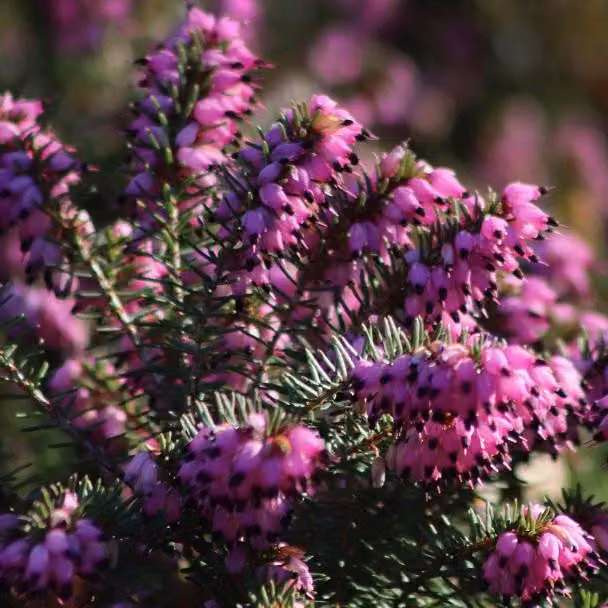 2 piante di Erica carnea "Winterheide Rot" | Altezza: 15-20 cm, in vaso