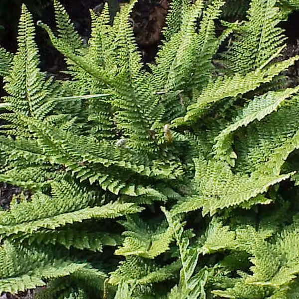 6 x Felce morbida (Polystichum setiferum) | Vaso 9x9 cm