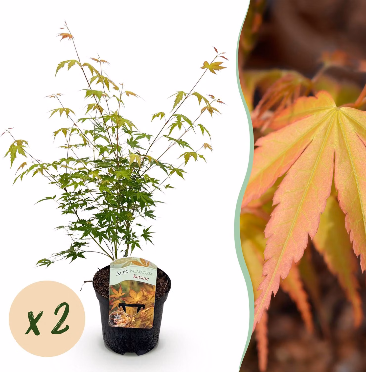Pianta da terrazzo - Acero giapponese - Acer palmatum Katsura - Arancione - 2 Piante - Deciduo - 60-70cm - Ø25cm - Pianta da giardino