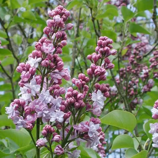 Lillaia comune - Syringa vulgaris 'Michel Buchner' | 60-80 cm, in vaso