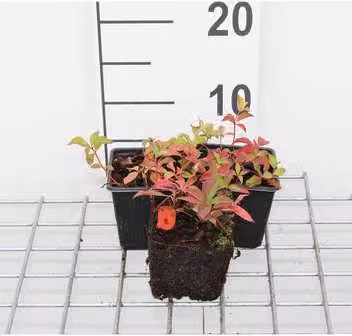 12 x Cornus canadensis - Corniolo da tappeto - vaso 9 cm x 9 cm