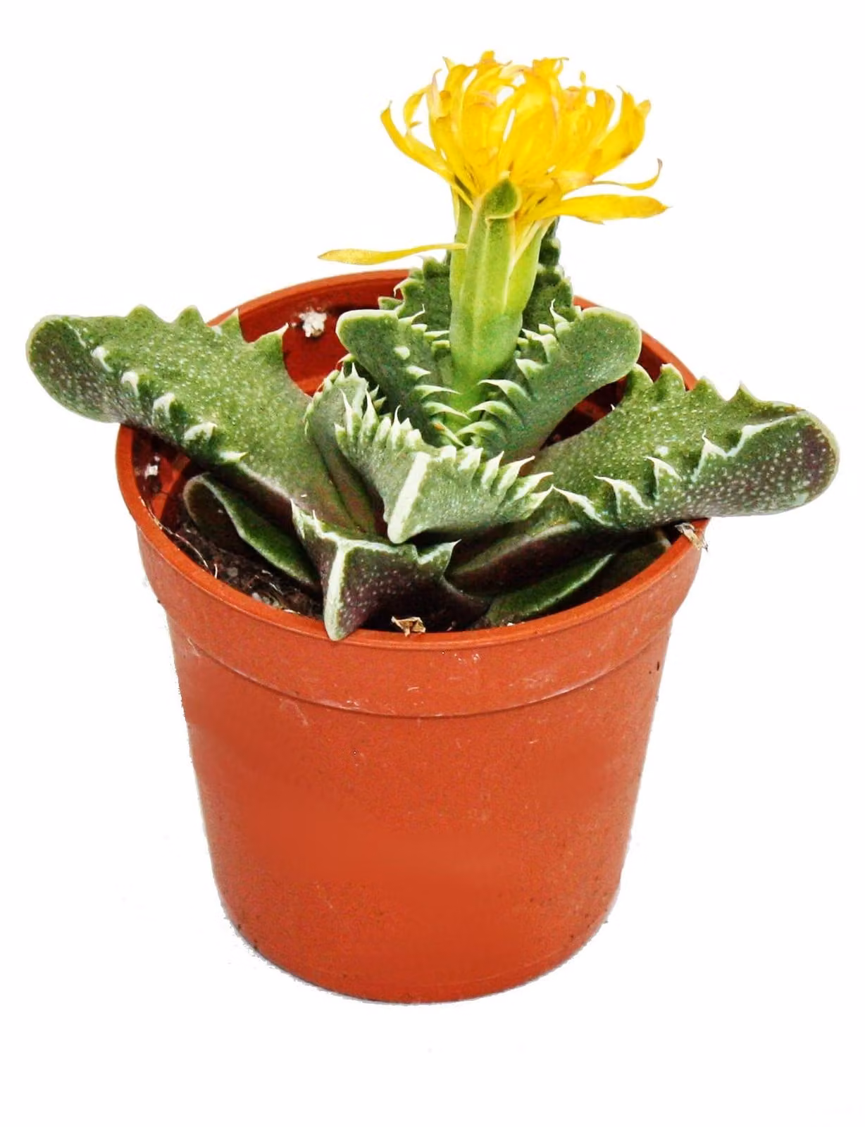 Faucaria tigrina - gola di tigre - piccola pianta in vaso da 5,5 cm