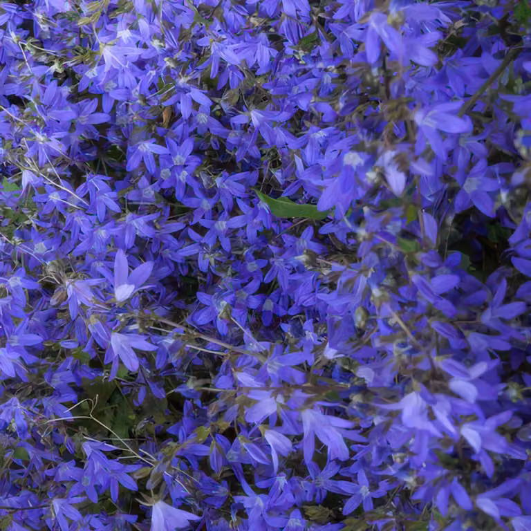 Campanula poscharskyana 'Stella' - Campanula ricadente - Fiori blu - 10-25cm