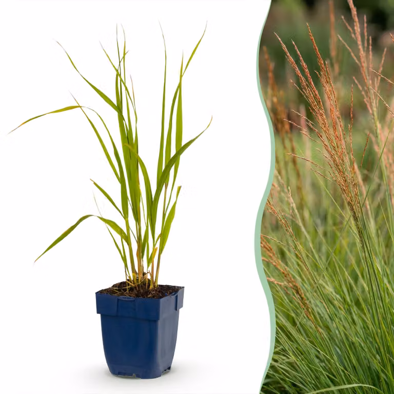 Molinia caerulea 'Heidebraut' - Molinia - Con pannocchia - Verde - 12 piante - 15-25cm - Ø11cm - Pianta da giardino